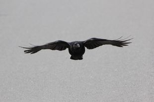 Rabenkrähe (Corvus corone corone), Foto: Dieter Klimpt