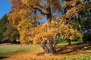 Farbenrausch im Herbst, Foto: Adam Nowara
