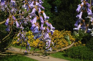 Blauglockenbaum, Foto: Michael Werbeck
