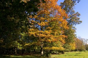 Herbst im Schönebecker Auetal Herbst im Schönebecker Auetal