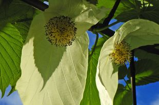 Blüte des Taschentuchbaums, Foto: Michael Werbeck